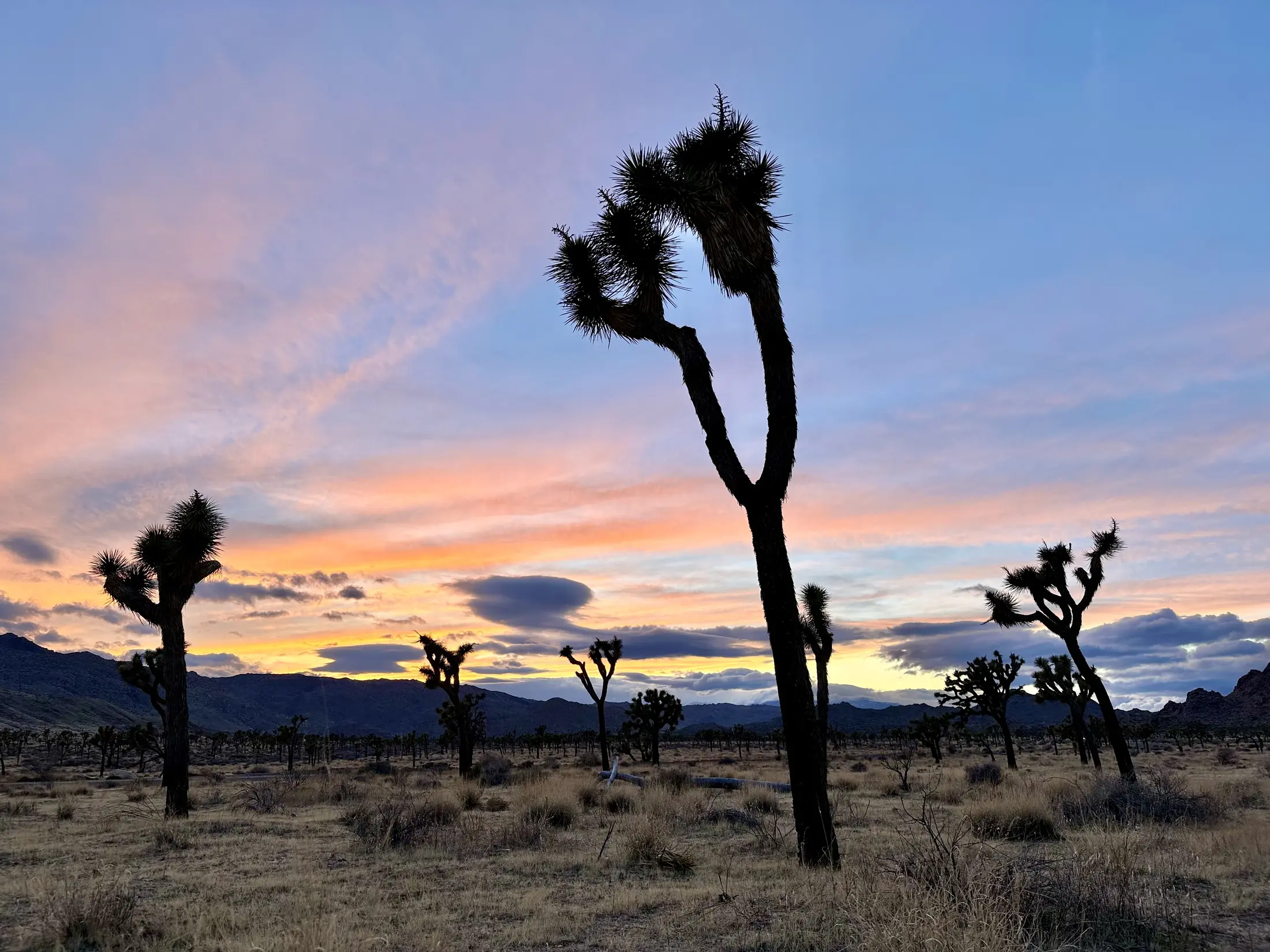 Joshua trees stand beneath a pink and blue sunset in the desert
