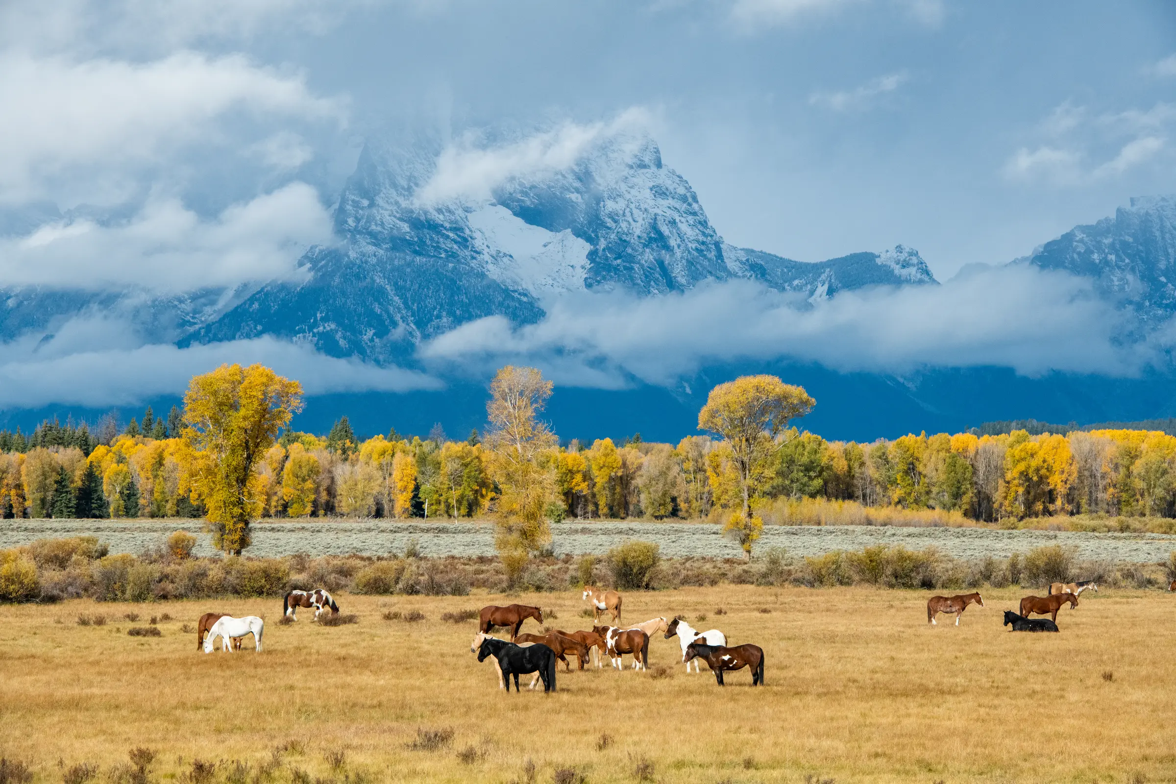 Horses grazing beneath autumn cottonwoods and snow-covered peaks in Grand Teton National Park